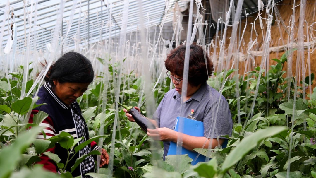 從田間到舌尖，德融酒管公司鮮蔬集采供應(yīng)鏈搭建完成